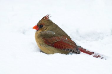 Female cardinal sits in a snow drift clipart