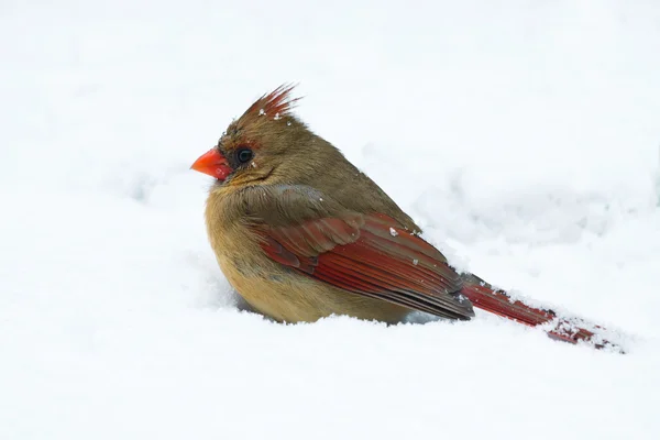 Female cardinal sits in a snow drift — Stock Photo, Image