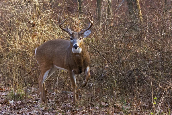 Deer lève la jambe pour avertir l'intrus — Photo
