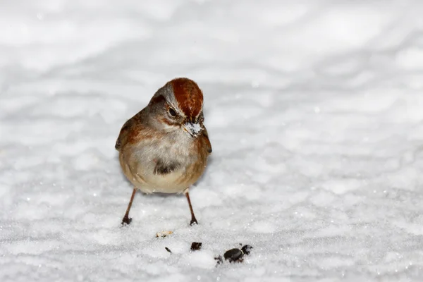 Sparrow standing in teh snow