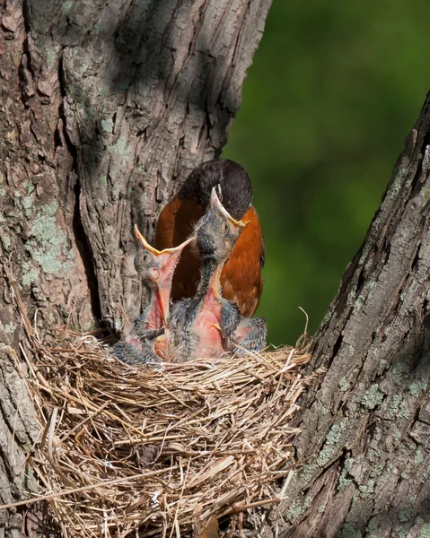 Mother Robin With Head in Mouth of Baby — Stock Photo, Image