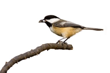 Black-capped chickadee eats a sunflower seed clipart