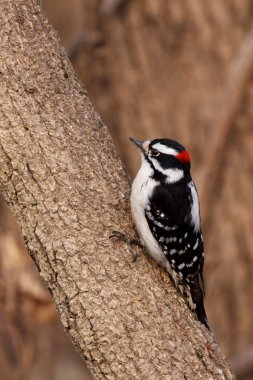 Downy woodpecker on a tree branch clipart