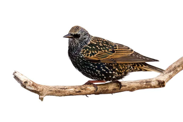 Perfil de starling em repouso em um ramo — Fotografia de Stock