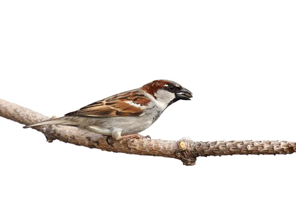 Sparrow prepara-se para voar enquanto segura uma semente de girassol — Fotografia de Stock