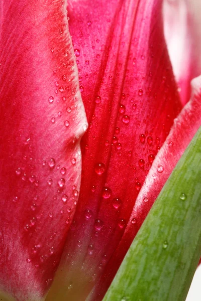 stock image Portrait view of tulip with dew drops