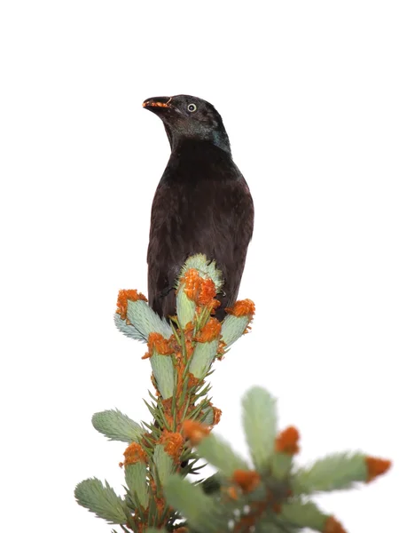 Grackles its seeds atop a pine tree — Stock Photo, Image