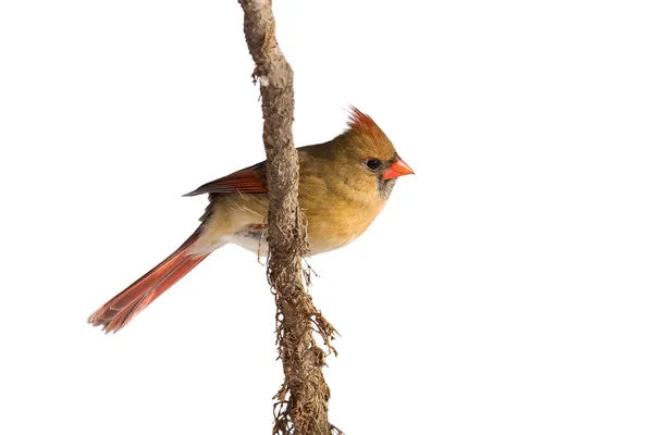 Female cardinal rests on a shreaded vine — Stock Photo, Image