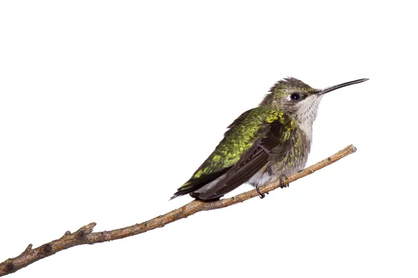 Profil av en kolibri — Stockfoto