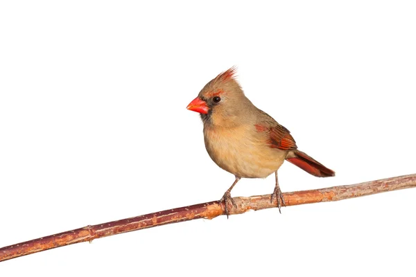 El cardenal se relaja en una rama —  Fotos de Stock