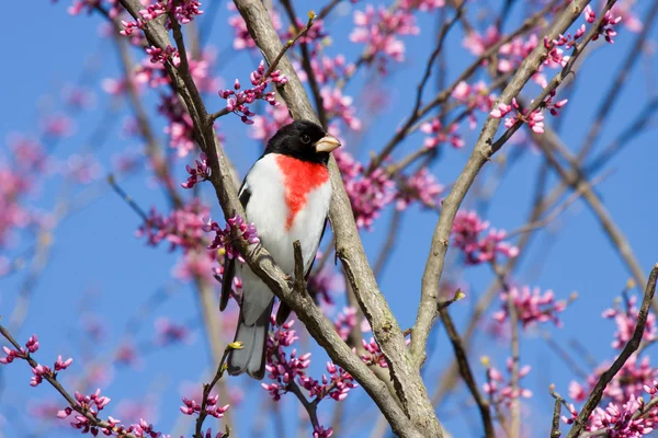 Perched rose breasted grosbeak — Stock Photo, Image