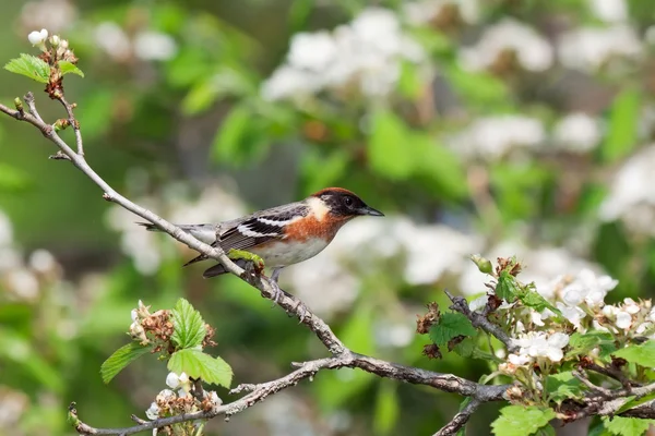 Bay-breasted warbler take off — Stock Photo, Image