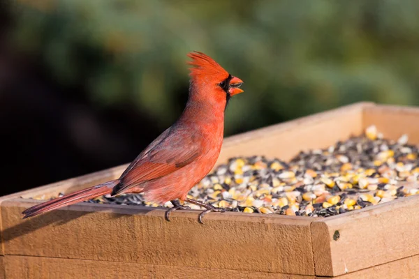Cardinal at the feeder eating sunflower seeds — Stock Photo, Image