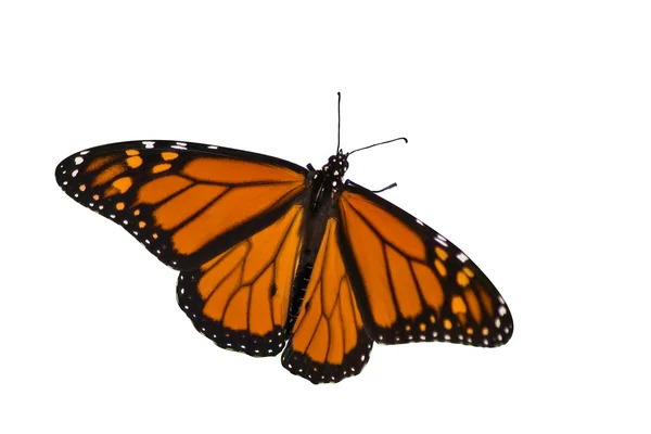 Monarch butterfly rozprzestrzeniania się jej skrzydła na białym tle — Zdjęcie stockowe