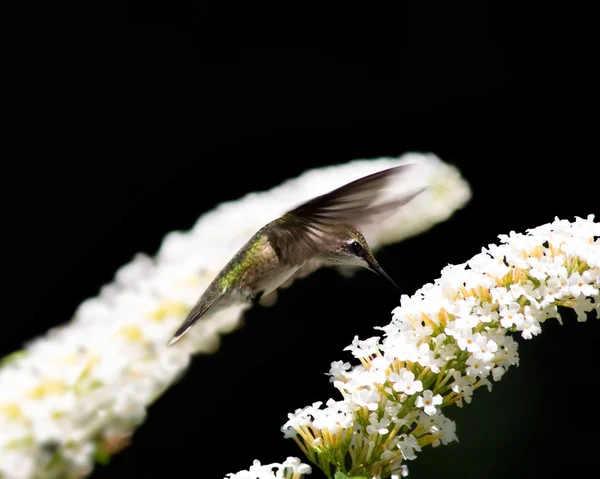Beija-flor suspenso entre duas flores — Fotografia de Stock