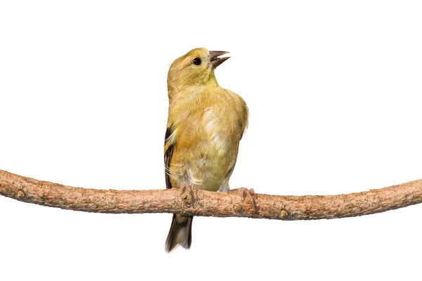 Immature american golfinch calls out while perched on a branch — Stock Photo, Image