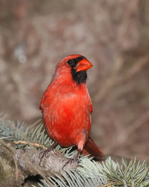 Male cardinal on the lookout — Stock Photo, Image
