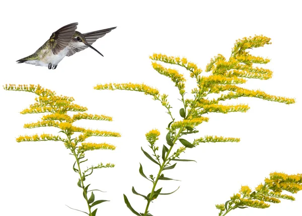 蜂鸟和一枝黄花 — 图库照片