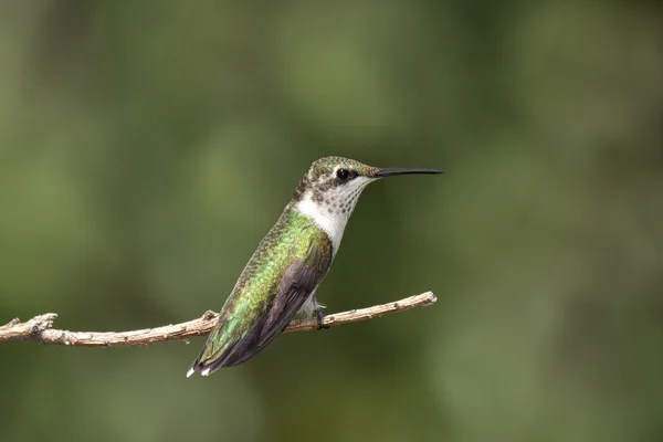 Hummingbird on a green out of focus background — Stock Photo, Image