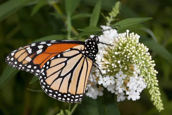 Monarchin schlürft Nektar aus Schmetterlingsstrauch — Stockfoto