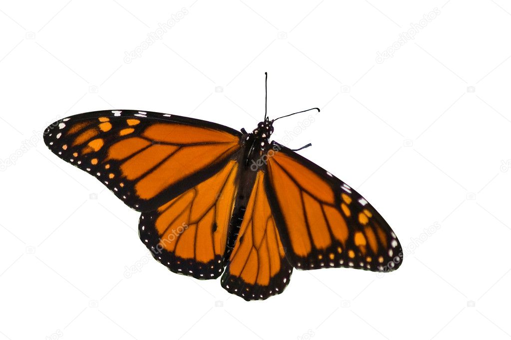 Monarch butterfly spreading its wings on a white background