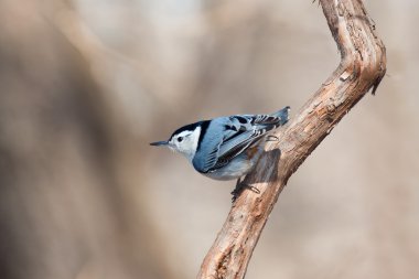 White breasted nuthatch peers over the landscape clipart