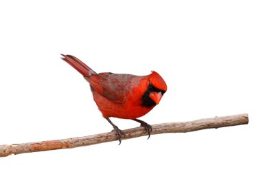 Bright red male cardinal on a branch clipart