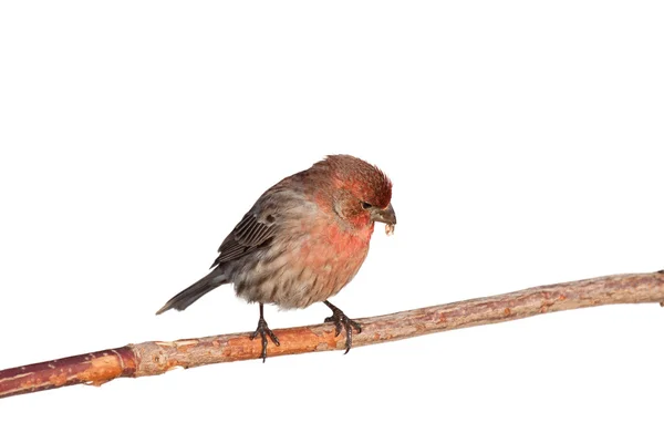 Finch, kenara aspir tohumu kabuğu çevirir — Stok fotoğraf