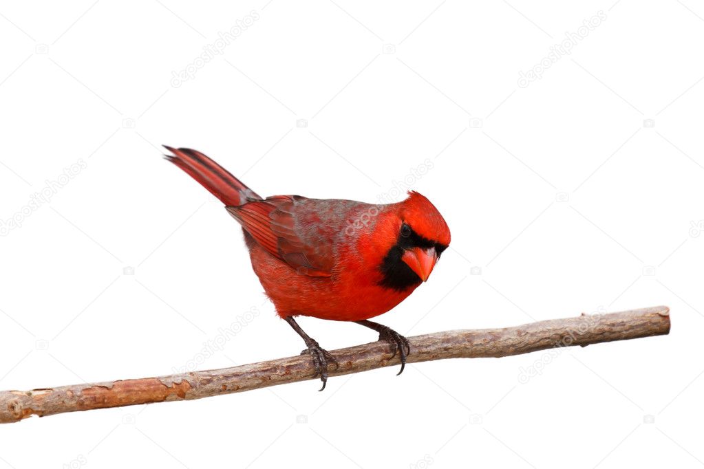 Bright red male cardinal on a branch