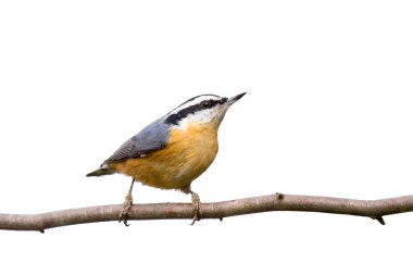 Red-breasted nuthatch perched on a branch in search of food clipart