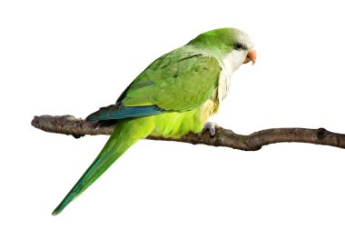 Profile of a monk parrot at rest clipart