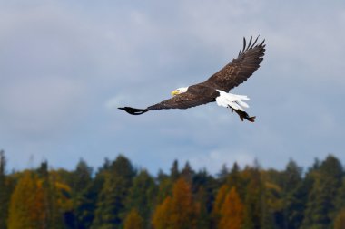 Bald eagle with its prey clipart