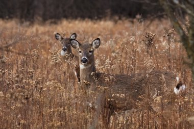 Deer posing in the woodlands clipart