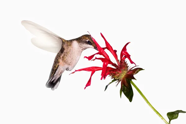 stock image Hummingbird food search