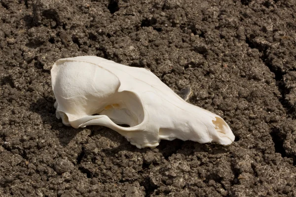 Profil zvířecí lebky na suchem sužovaných půdy — Stockfoto