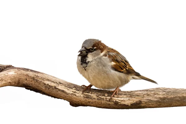 Portrait of a sparrow eating a sunflower seed — Stock Photo, Image