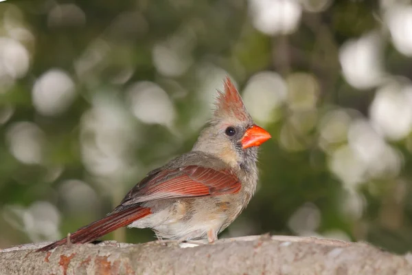 Female cardinal peers back — Stock Photo, Image