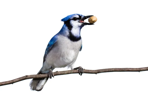 Bluejay prepara-se para voar com um amendoim — Fotografia de Stock