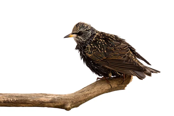 Starling indaga la zona per il cibo — Foto Stock