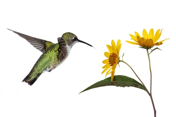 Hummingbird and a sunflower — Stock Photo, Image