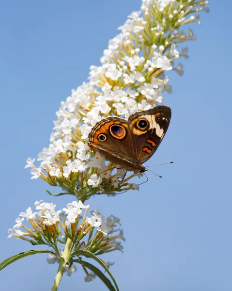 Common buckeye butterfly rests on a butterfly bush — Stock Photo, Image
