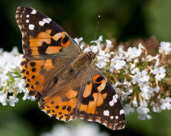 Gemalte Dame ruht auf einem Schmetterlingsstrauch — Stockfoto