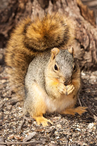 stock image Eastern gray squirrel in front of a stump