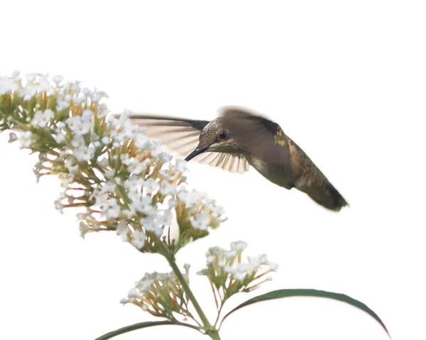 Hummingbird alimenta-se de um arbusto de borboleta — Fotografia de Stock
