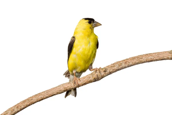 American goldfinch perfis sua plumagem amarela — Fotografia de Stock