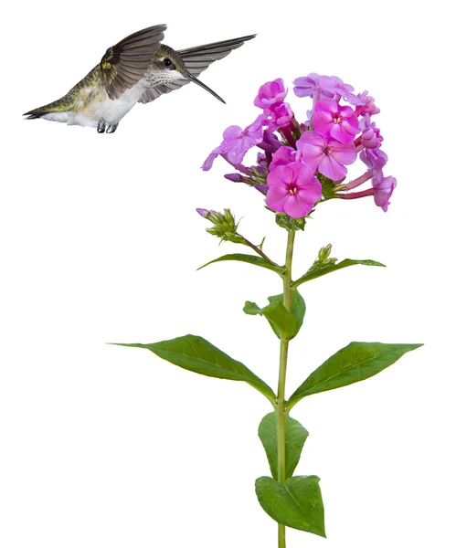 Il colibrì galleggia sopra un flox — Foto Stock
