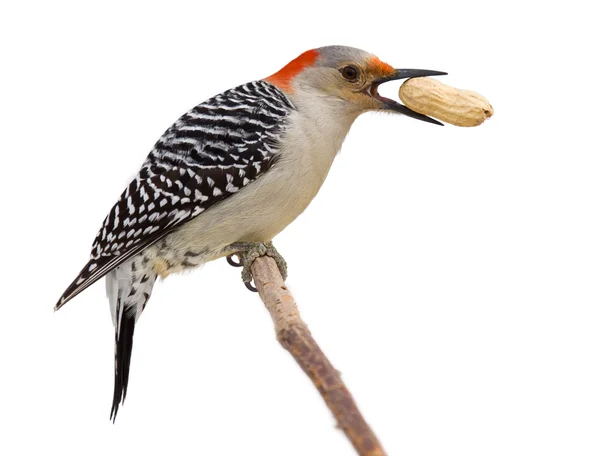 Pájaro carpintero de vientre rojo come un cacahuete —  Fotos de Stock