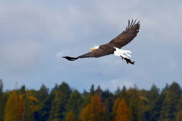Águila calva con su presa —  Fotos de Stock