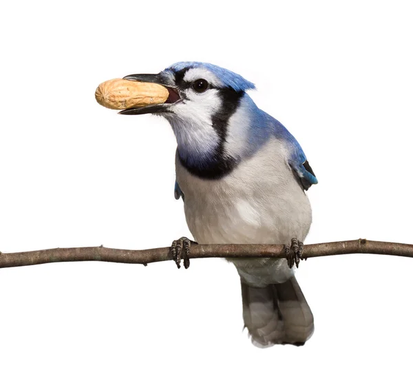 Bluejay displays his tasty peanut treat — Stock Photo, Image