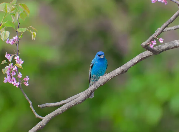 Σκαρφαλωμένο indigo bunting σε ένα δέντρο redbud — Φωτογραφία Αρχείου